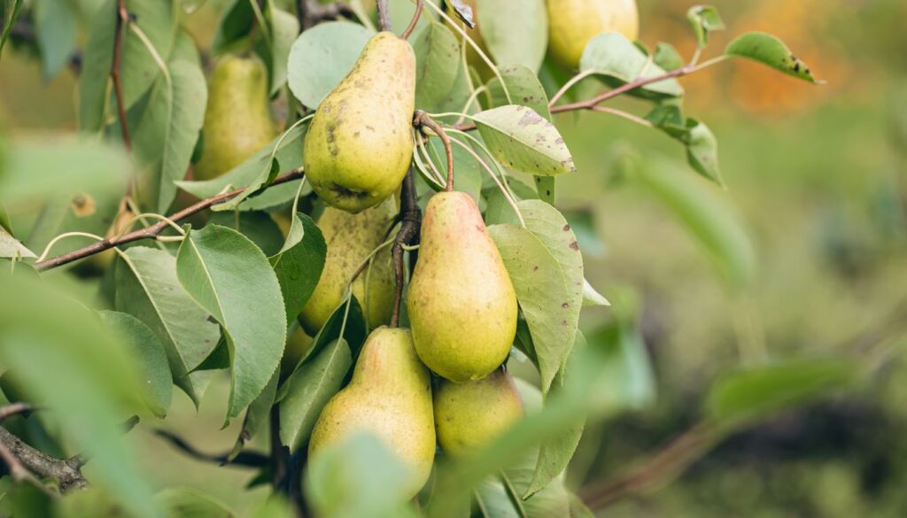 Fruit Bushes That Grow in Shade: Guide to Shade-Tolerant