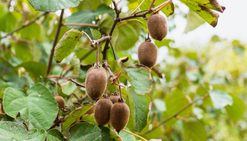 Fruit Bushes That Grow in Shade: Guide to Shade-Tolerant