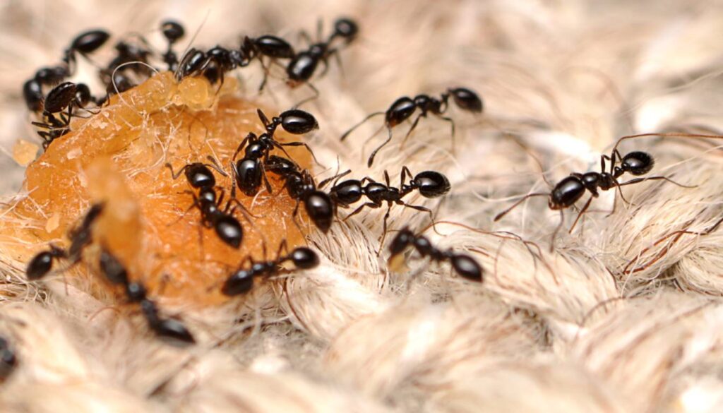 A group of black ants gathered around a piece of food on a textured surface.