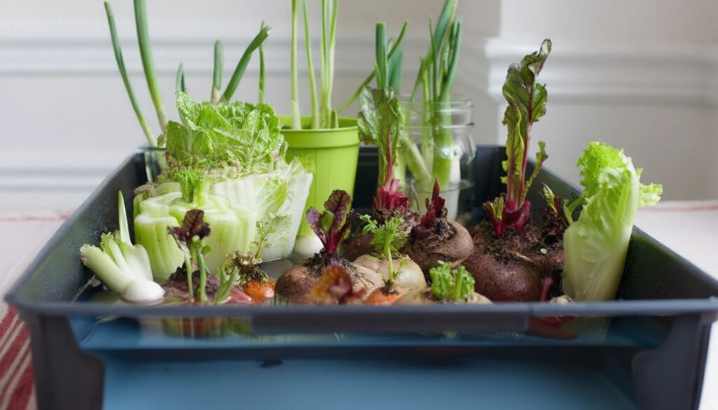 Vegetable scraps like green onions, celery, and lettuce regrowing in water trays and jars.