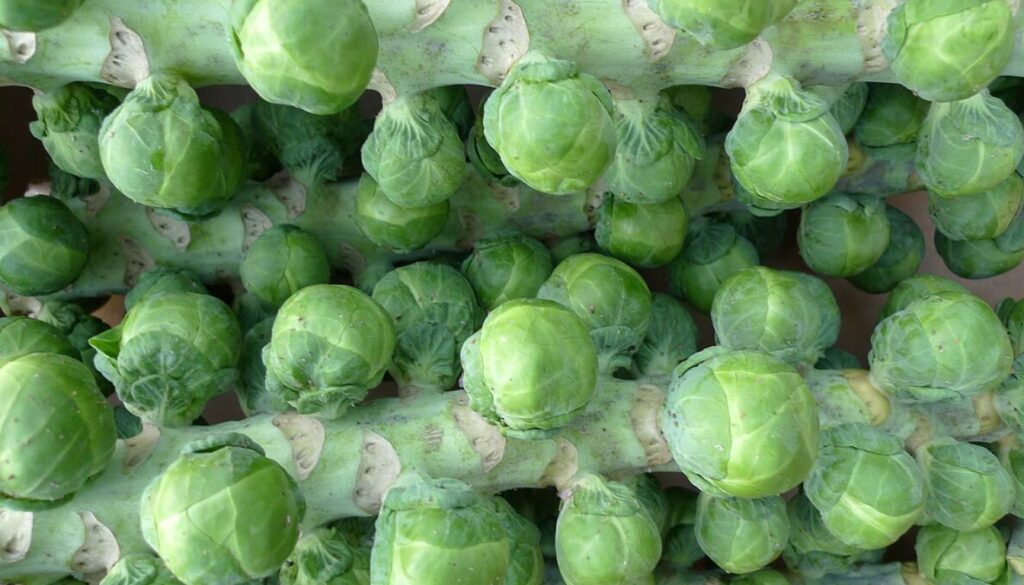 Close-up of Brussels sprouts growing in clusters along thick green stalks in a garden setting.