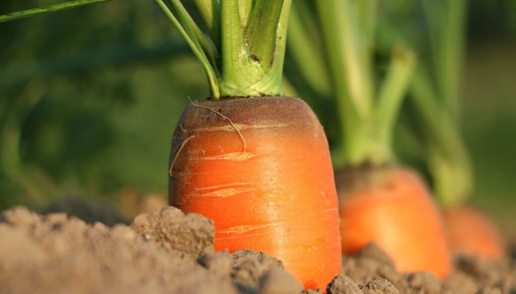 Grow Carrots from Tops
