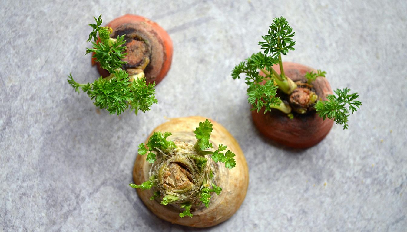 Three carrot tops sprouting green leafy growth on a flat surface, showing early regrowth from vegetable scraps.