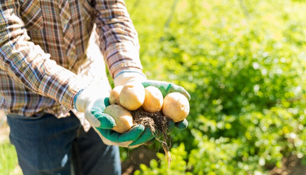 A gardener wearing gloves holds freshly harvested potatoes with soil still attached, standing in a green garden.