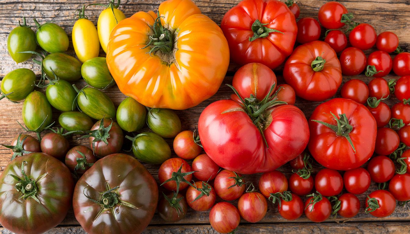 A variety of tomatoes in different colors and sizes are displayed on a wooden surface.