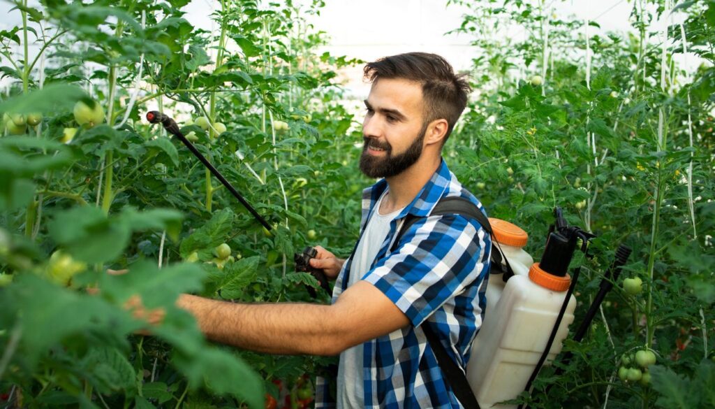 A person in a greenhouse sprays tall, healthy tomato plants with a backpack sprayer, surrounded by green tomatoes.