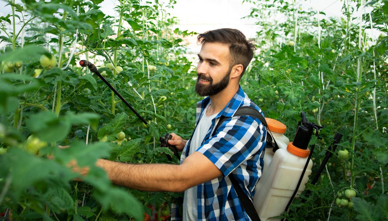 A person in a greenhouse sprays tall, healthy tomato plants with a backpack sprayer, surrounded by green tomatoes.
