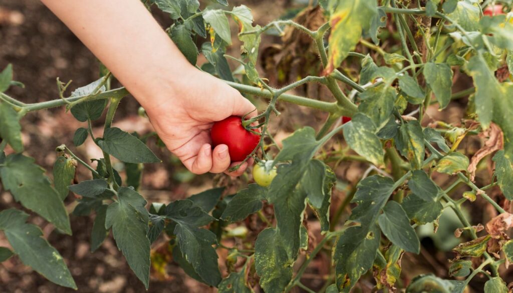 How Often Should Tomato Plants Be Fertilized