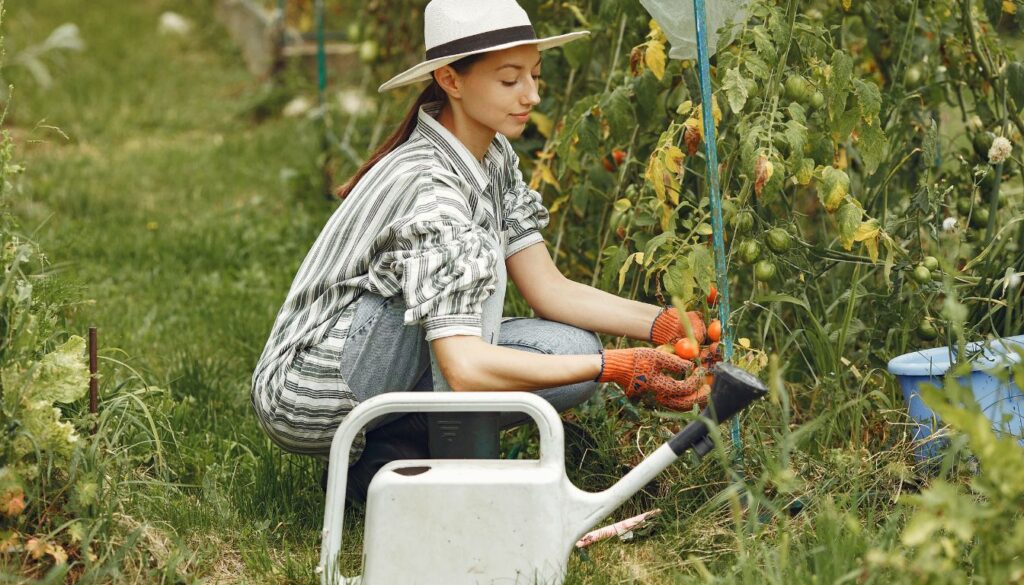 A gardener crouches in a lush garden, harvesting ripe red tomatoes with orange gloves beside a watering can and blue container.