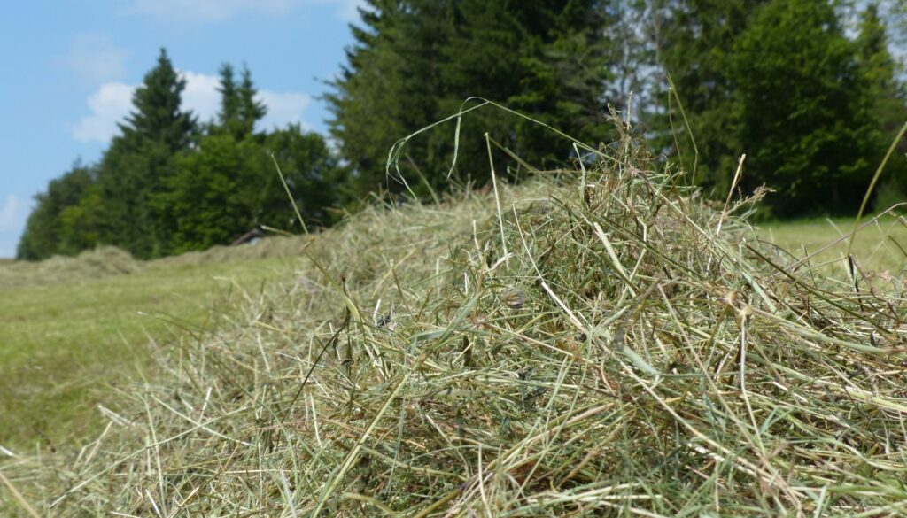 Pile of dry grass clippings in a sunny field with trees and blue sky in the background.