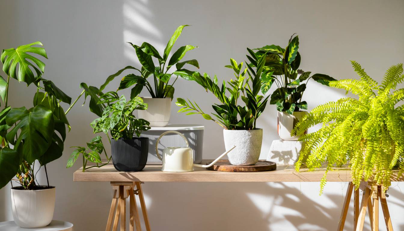 A collection of various potted plants arranged on a wooden table with a watering can and a small gardening tool.