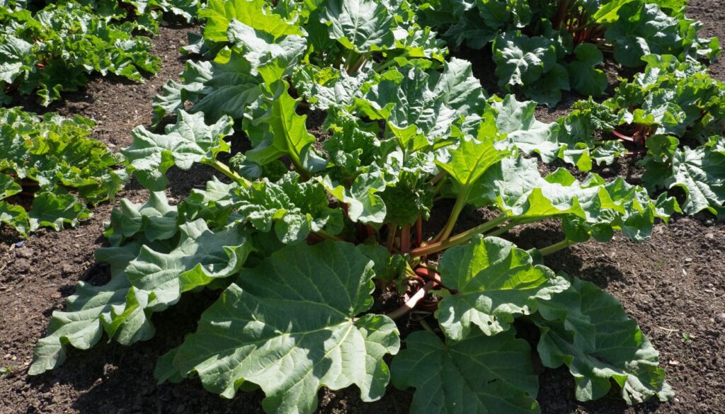How to Get Rid of Rhubarb?