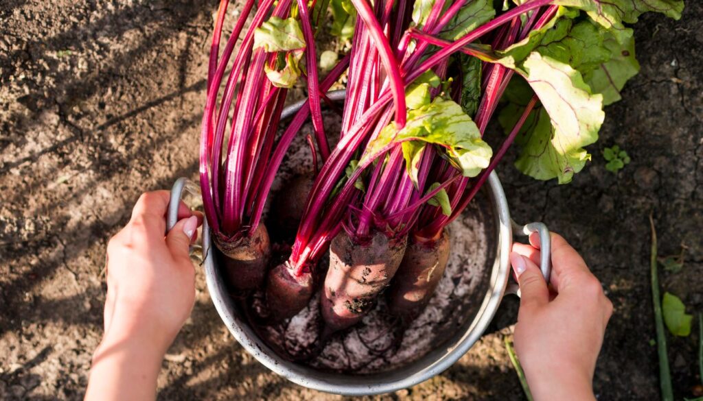 How to Get Rid of Rhubarb?