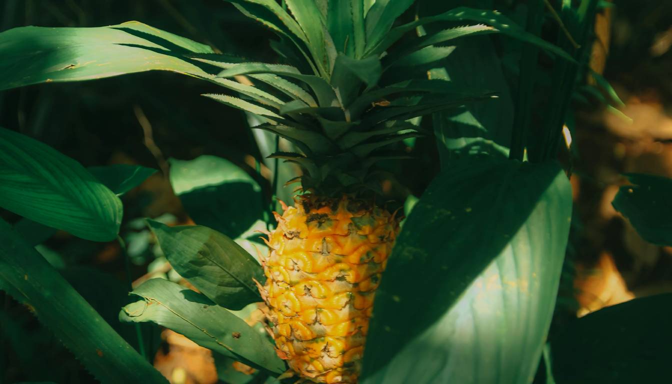 A ripe pineapple growing among green leaves in a garden.