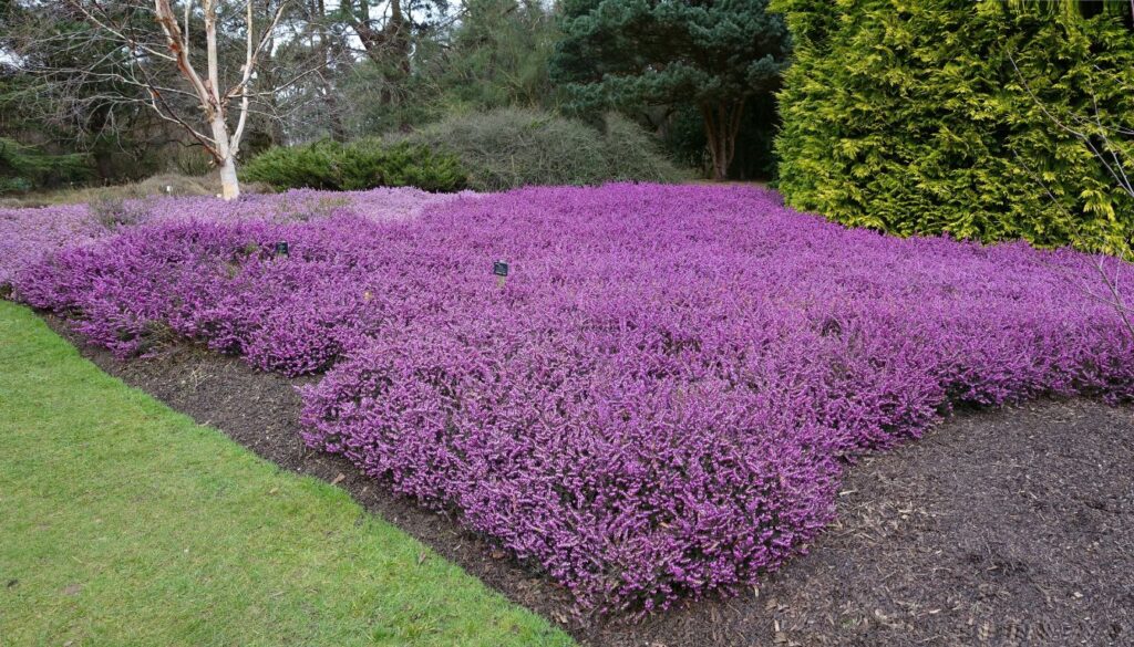 A vibrant garden bed filled with blooming purple creeping thyme, bordered by green grass and surrounded by trees.