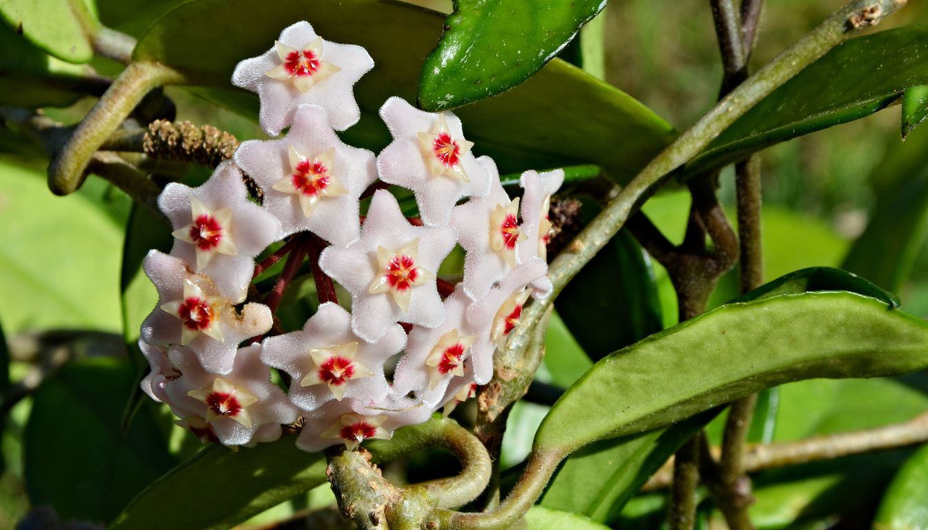 A close-up of a cluster of Hoya plant flowers, showcasing their star-shaped, waxy petals with red centers, surrounded by green leaves.