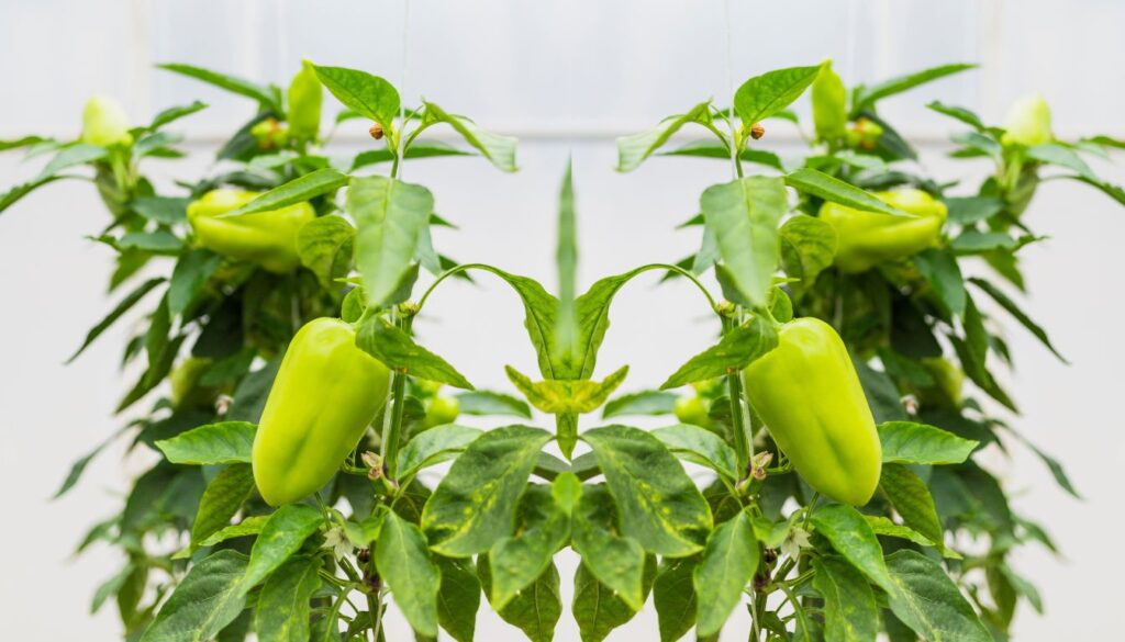 Symmetrical indoor setup of green bell pepper plants with light green peppers hanging from lush foliage in a white background environment.