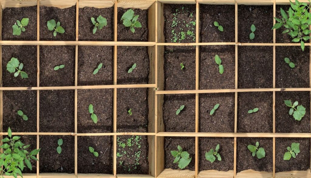 Planting a Square Foot Garden