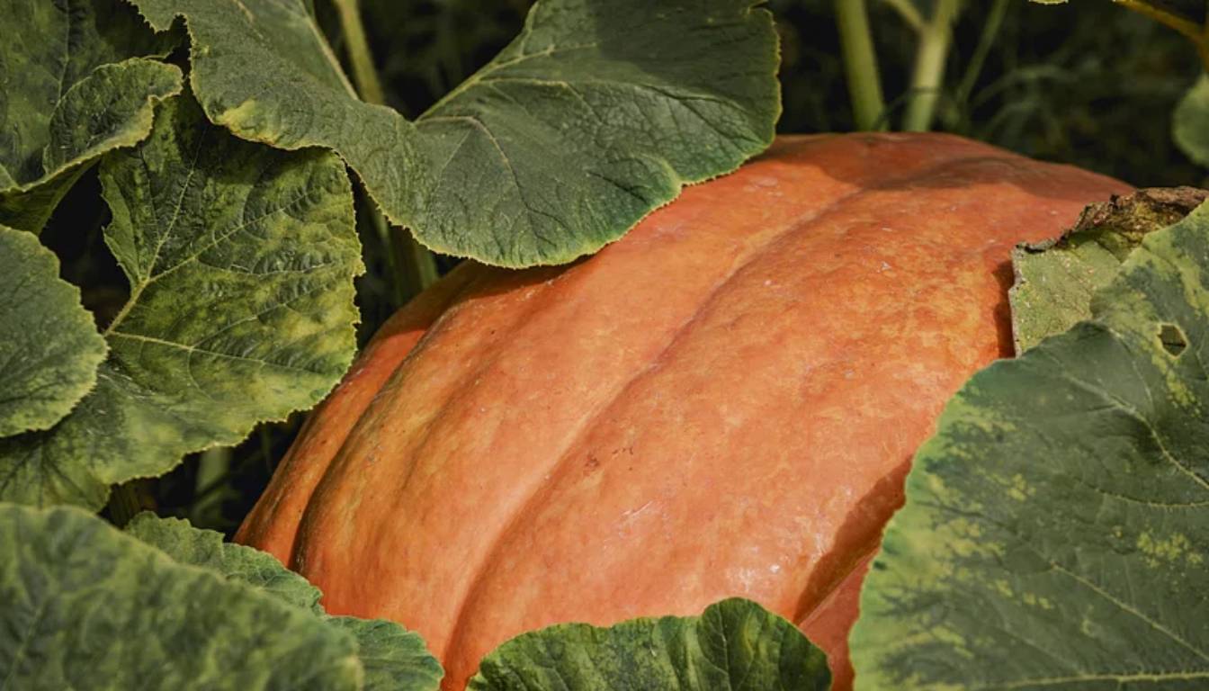 A large orange pumpkin partially covered by green leaves in a garden.