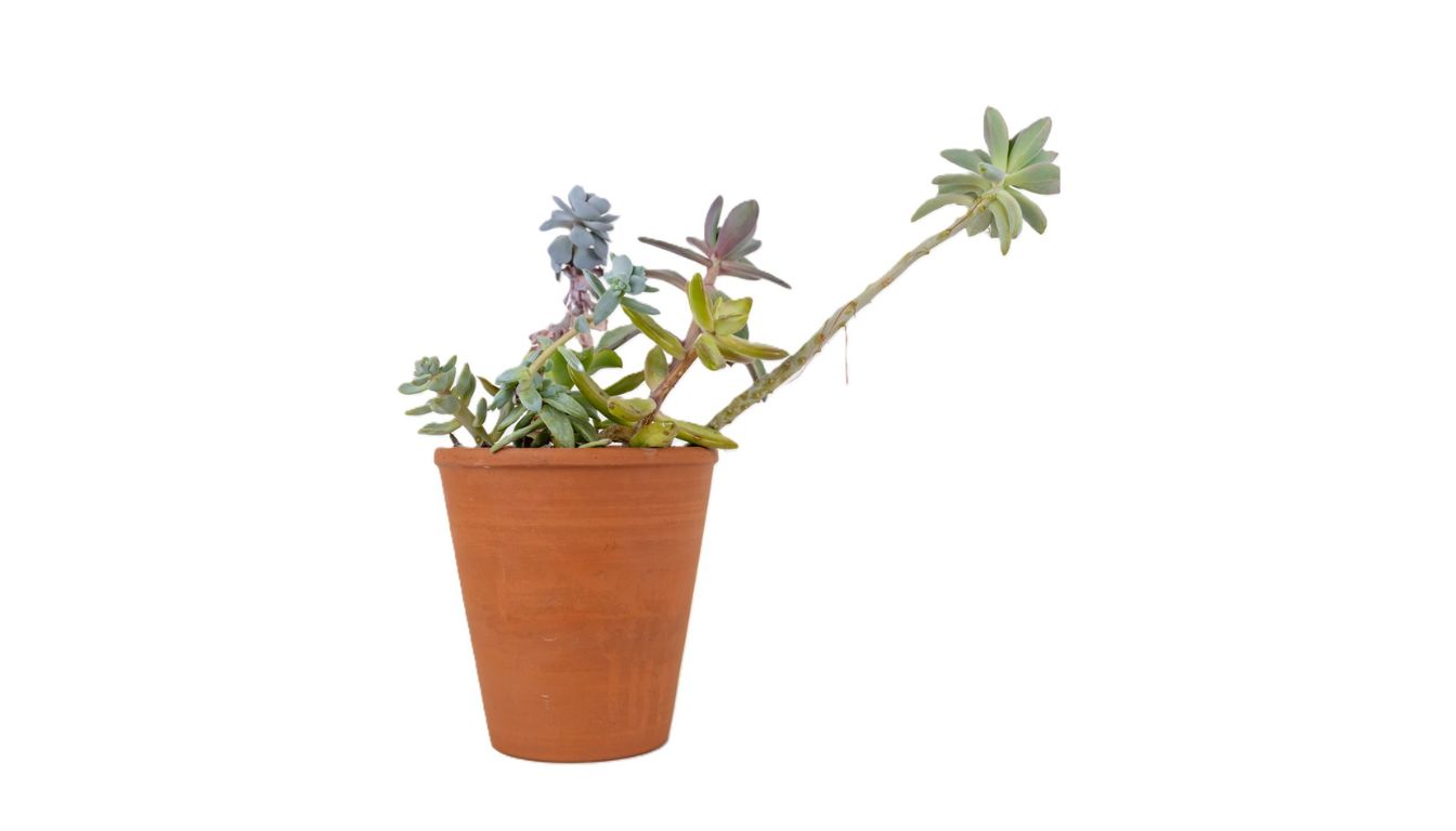 A succulent plant with a long stem growing in a terracotta pot.