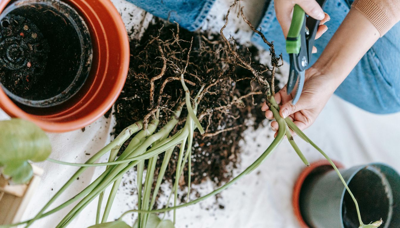 A pair of pruning shears trimming the tangled roots of a pothos plant, with soil and a pot nearby, preparing it for repotting.