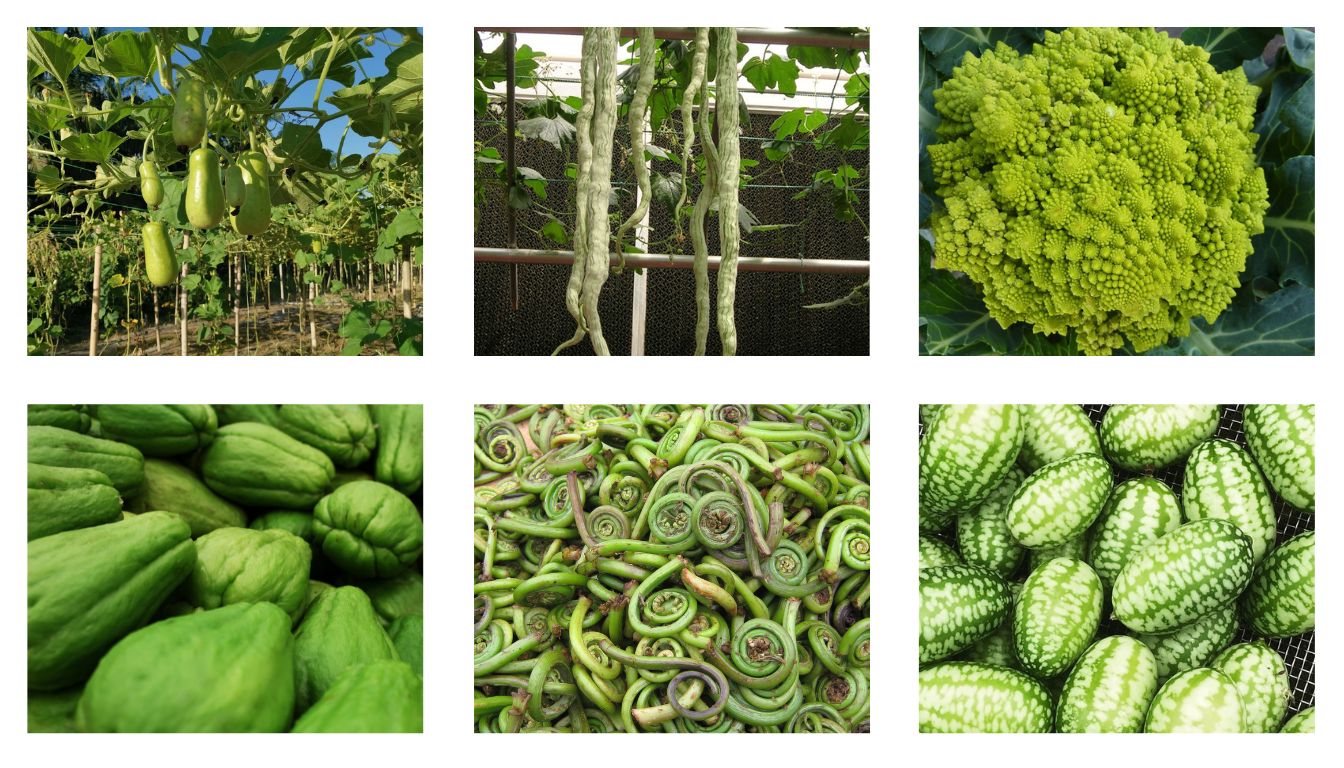 Uncommon green vegetables including Romanesco broccoli, chayote, fiddlehead ferns, and cucamelons.