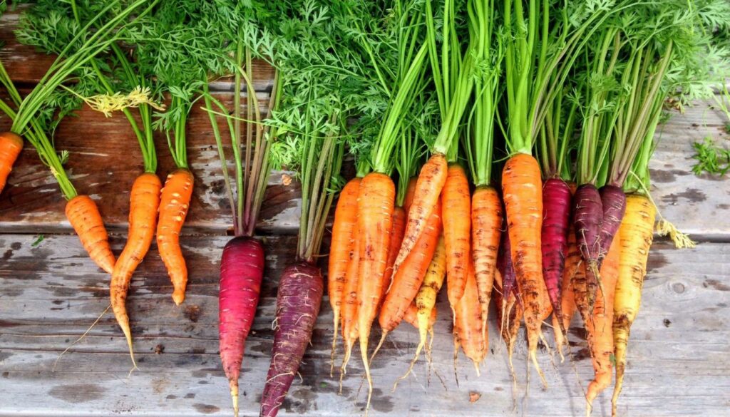 Grow Carrots from Tops
