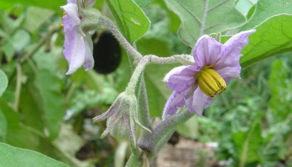 Close-up of a purple eggplant flower with yellow stamens, surrounded by green leaves.