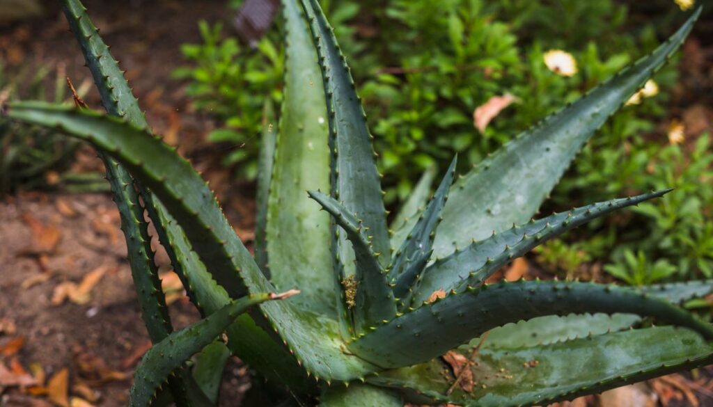 Best Soil for Aloe Vera