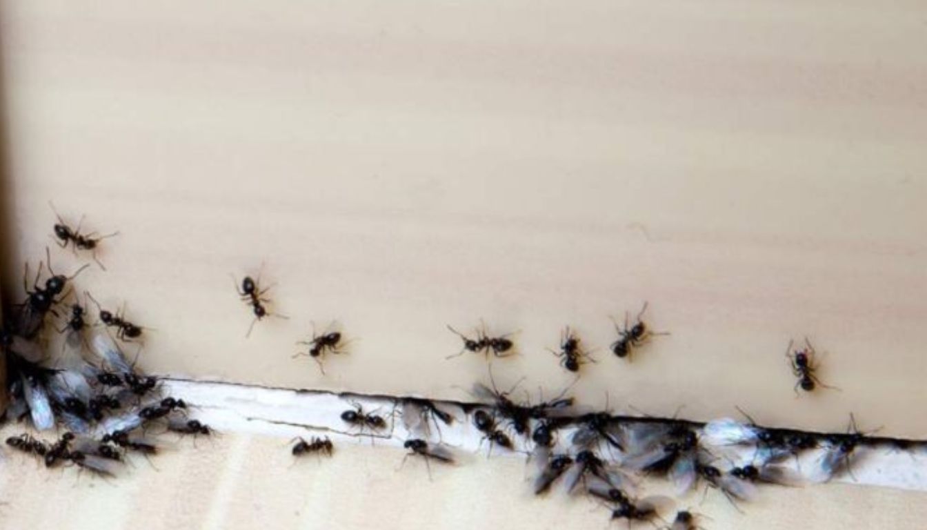 A group of ants, including some with wings, crawling along the edge of a wall and floor inside a house.