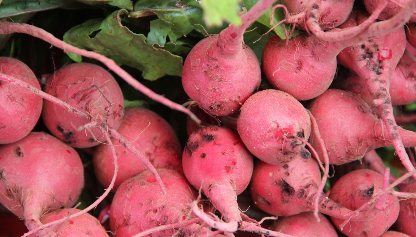 Close-up of several radishes with black spots on their surfaces, surrounded by green leaves.