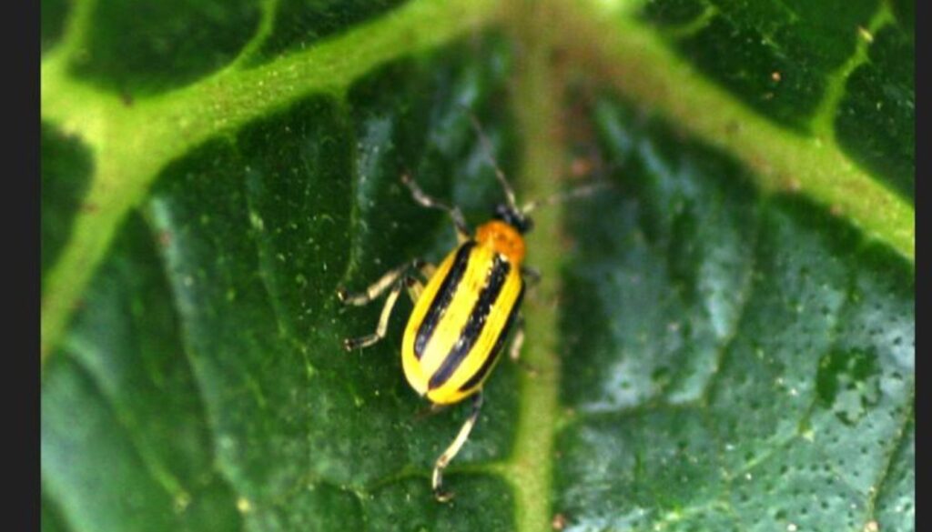 Bugs Eating My Cucumber Plants