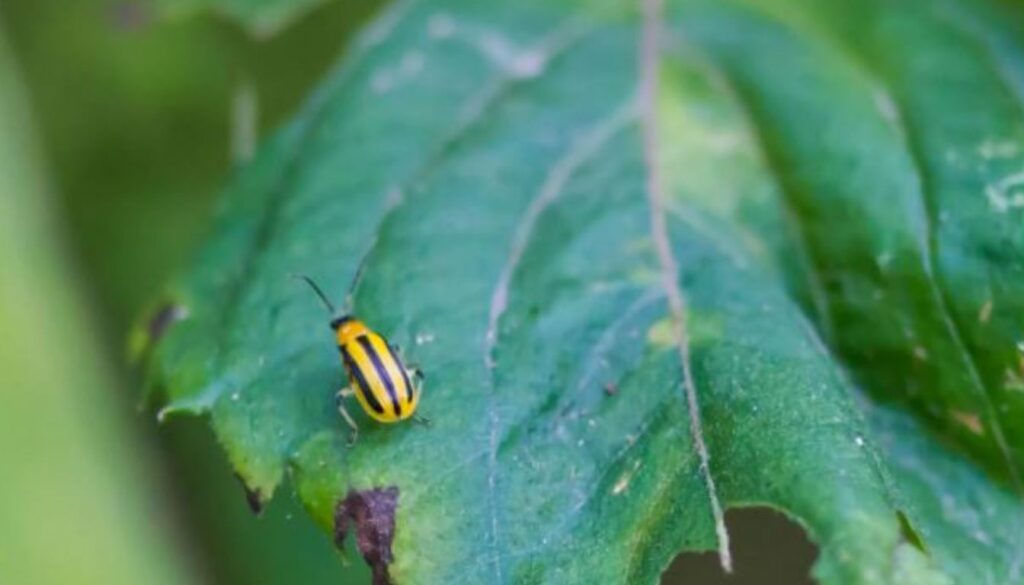 A yellow and black striped cucumber beetle sits on a green leaf with visible feeding damage.