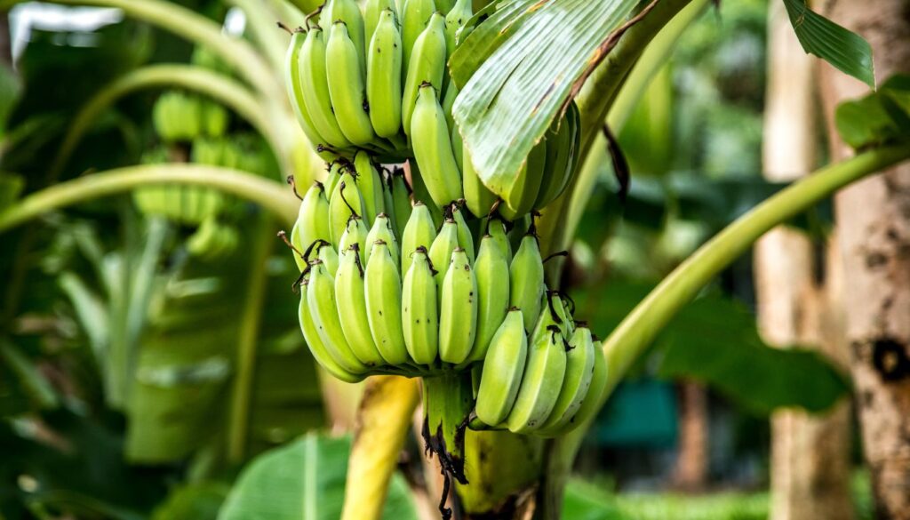 Can You Grow a Banana Tree from a Banana