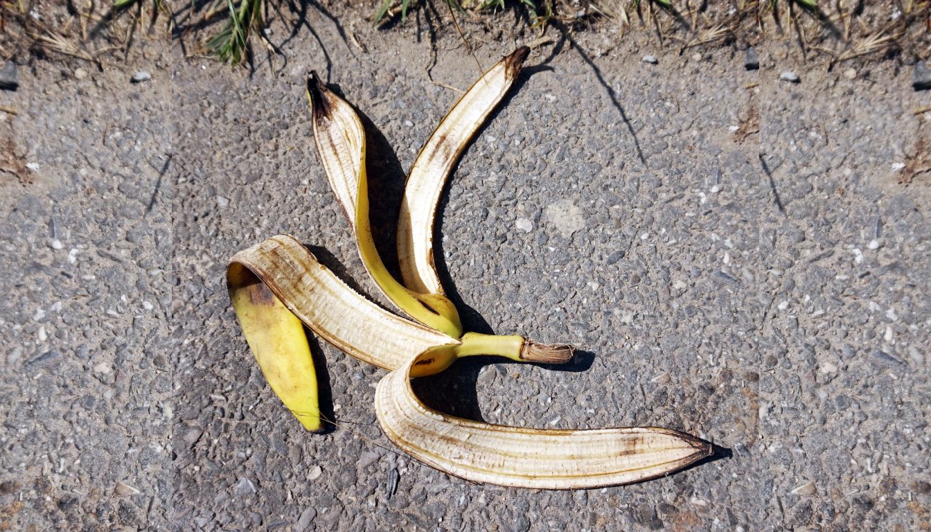 Ripe yellow lemons hanging from a healthy Meyer lemon tree with green leaves under a sunny blue sky.