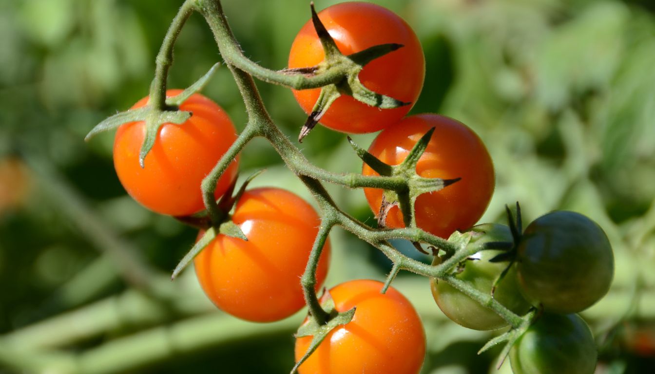 "A cluster of ripe cherry tomatoes on the vine, showcasing their vibrant red color and natural beauty.