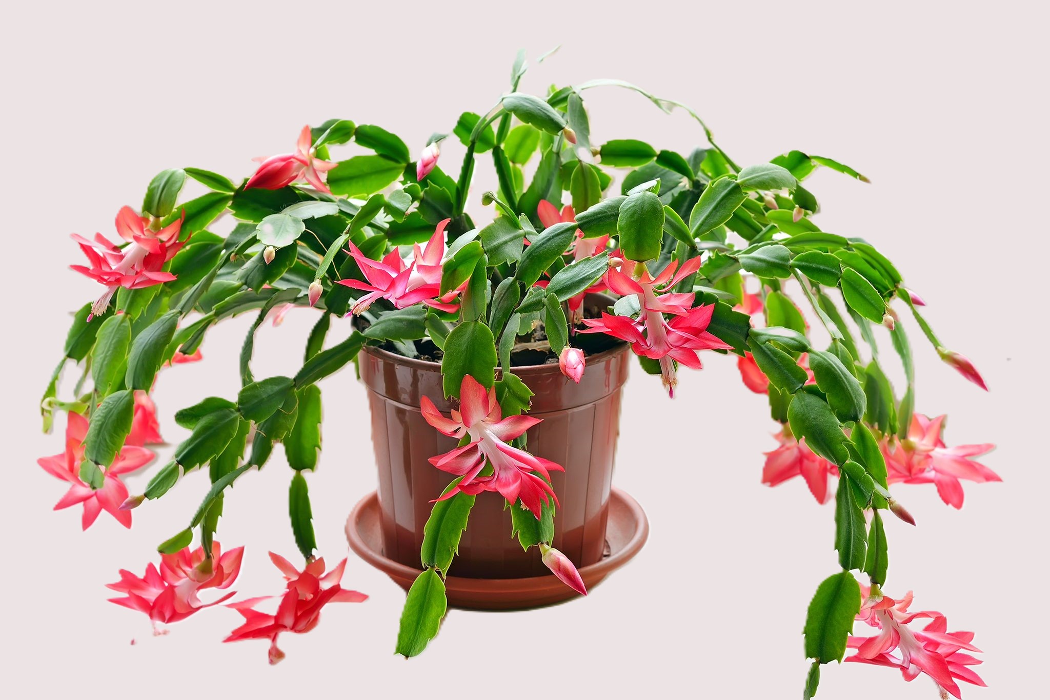 Christmas cactus cuttings in a small pot, ready for propagation.