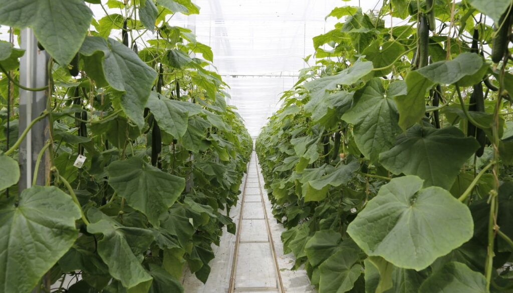 Rows of cucumber plants growing vertically on trellises inside a greenhouse, with large green leaves and hanging cucumbers.