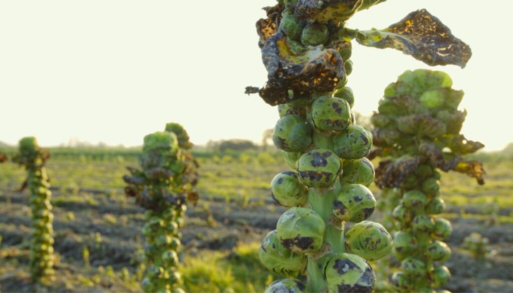 Close-up of Brussels sprout plants with small green sprouts growing along thick stalks, some showing leaf damage.