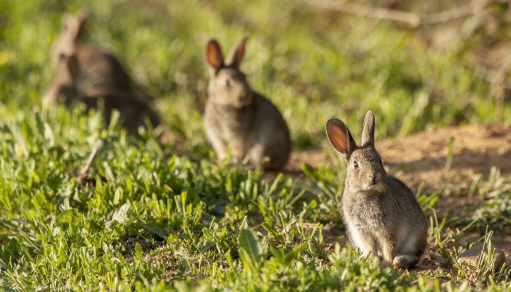How to Keep Rabbits Away from Plants