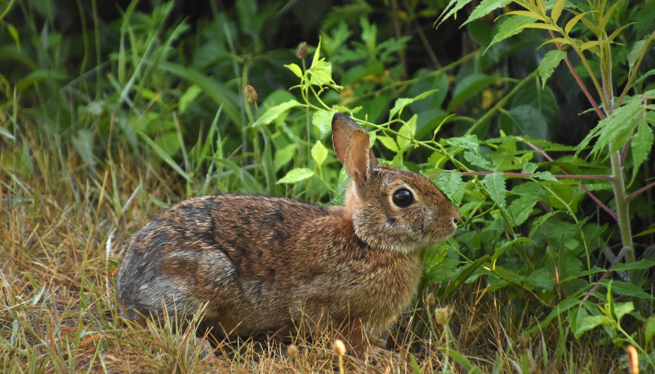 Brown rabbit sitting near green leafy plants in a grassy outdoor setting, alert and surrounded by natural vegetation.