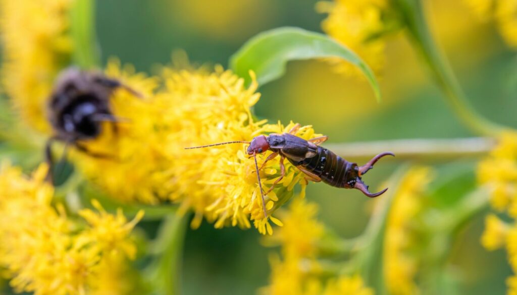 How to Stop Earwigs: Effective Methods for Eliminating