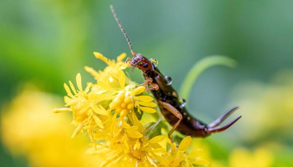 How to Stop Earwigs: Effective Methods for Eliminating