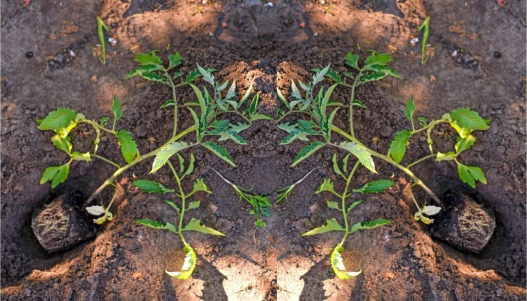 Planting Tomatoes Sideways