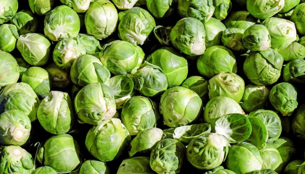 Where Do Brussels Sprouts Grow Best?