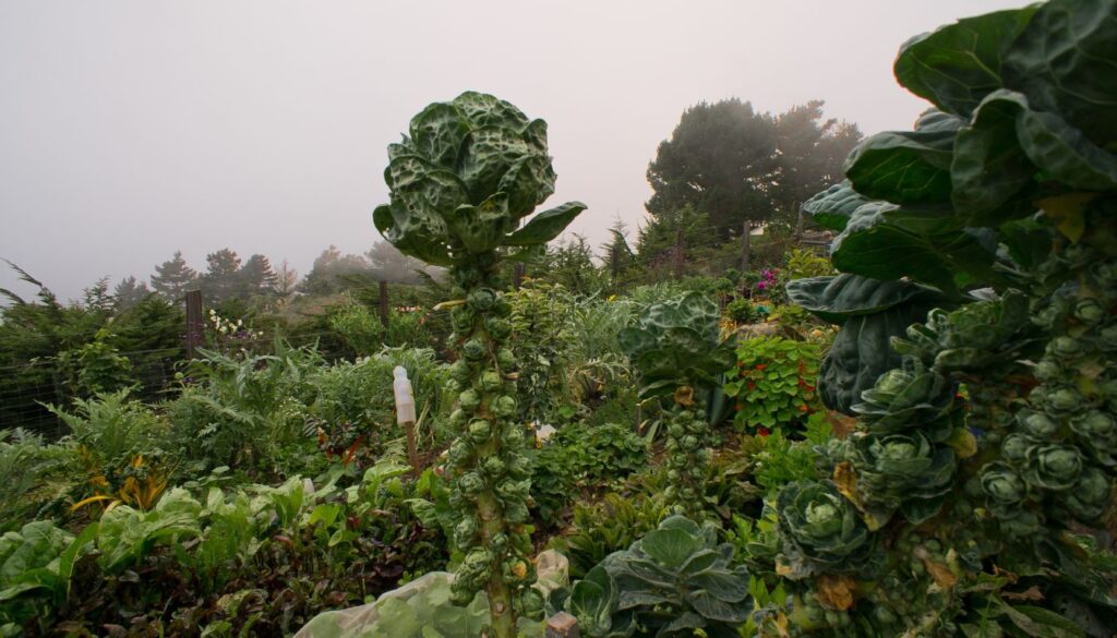 Where Do Brussels Sprouts Grow Best?