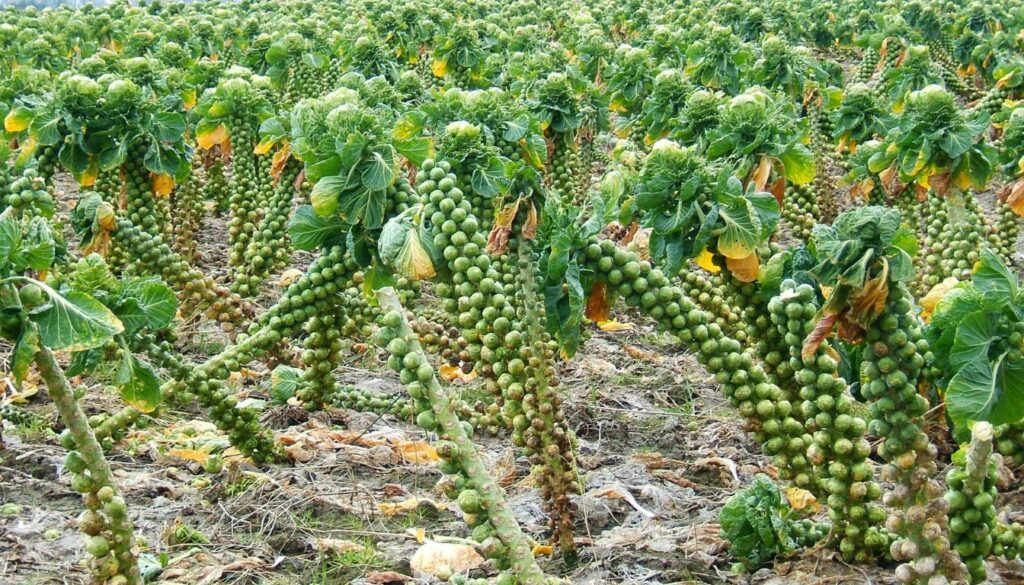 Field of Brussels sprouts plants with tall stalks and dense green sprouts growing in rows.