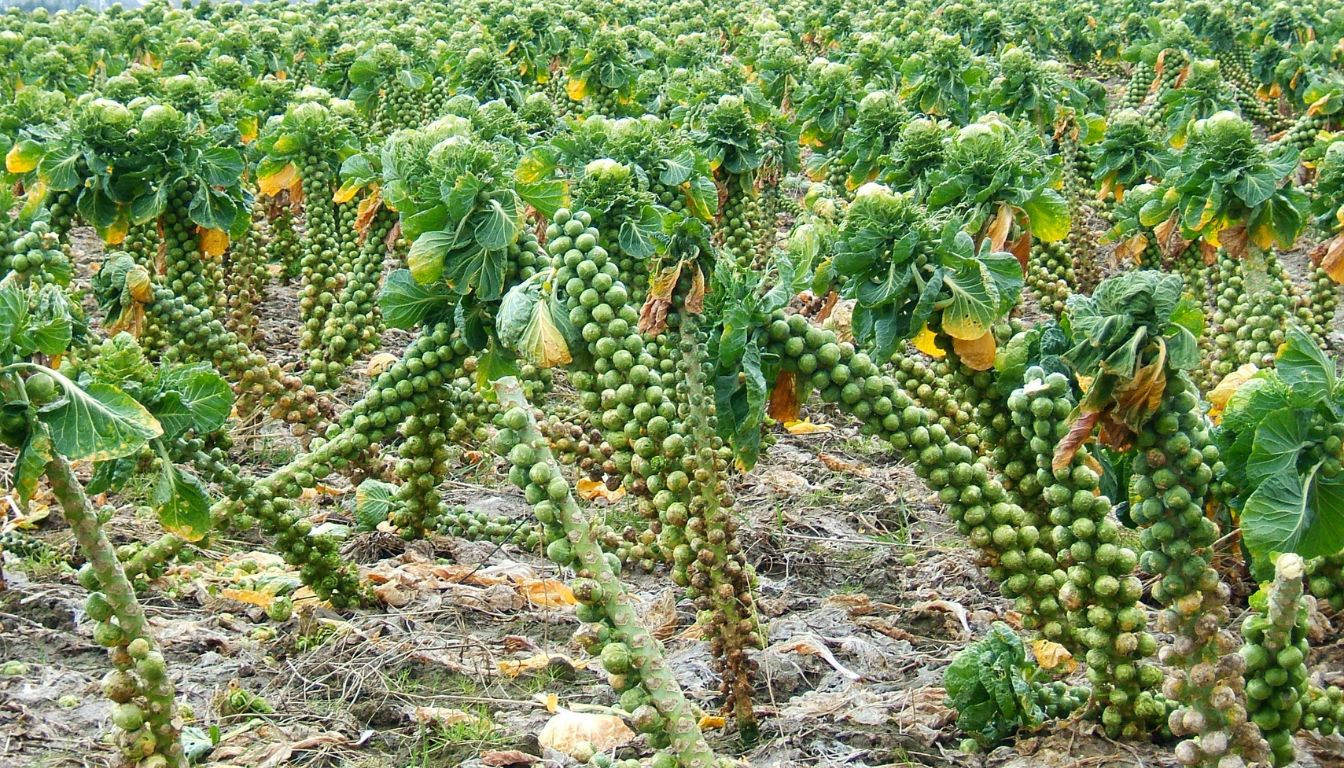 Field of Brussels sprouts plants with tall stalks and dense green sprouts growing in rows.