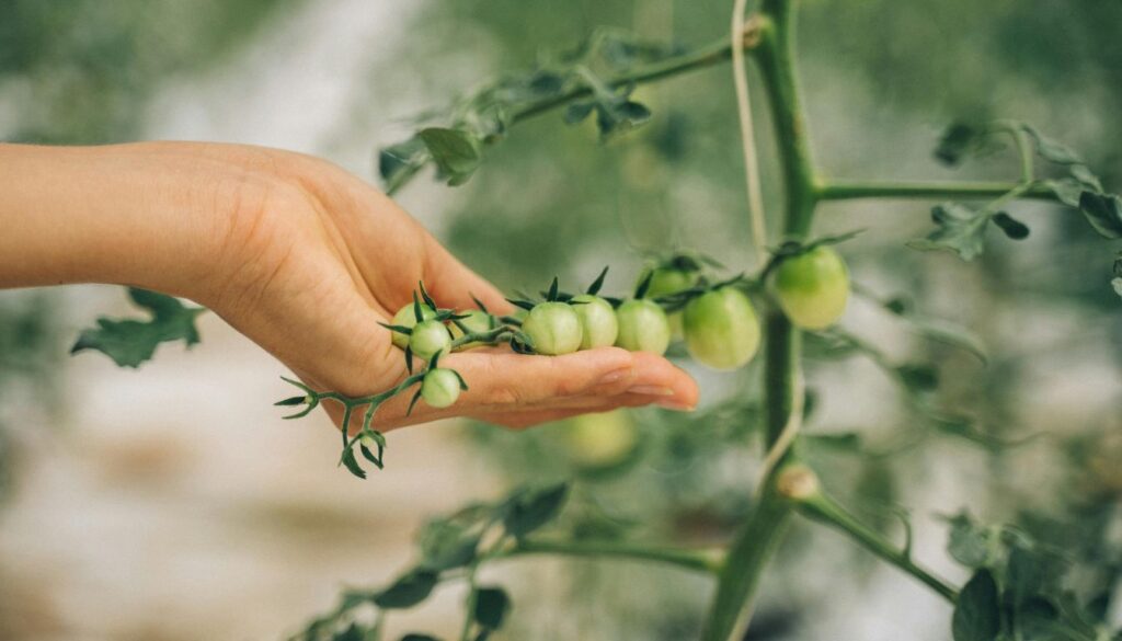 Best Fertilizer for Tomatoes