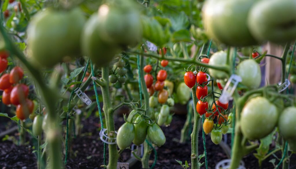 Best Fertilizer for Tomatoes